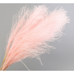 Pink Pampas Grass | 5 Stems